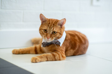 Fashion red tabby cat wearing elegant bow ties and white shirt collar. Gorgeous fluffy adorable...