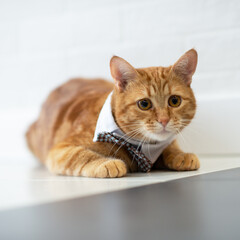 Fashion red tabby cat wearing elegant bow ties and white shirt collar. Gorgeous fluffy adorable young pet