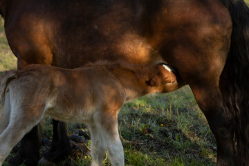 baby horse drinking milk from his mother