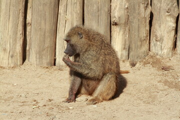 A funny monkey family at the zoo