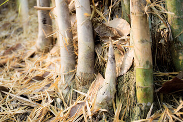 Bamboo tree of young in forest.