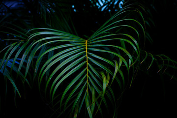 Fototapeta na wymiar feuille de palmier à l'île de la Réunion 
