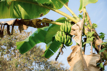 Banana on tree in farm.