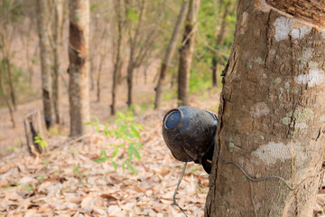 Bowl on rubber tree.