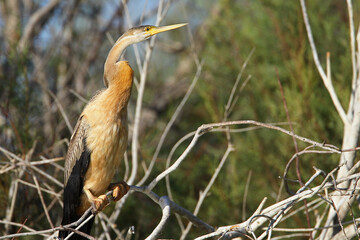 anhinga d’afrique - African Darter  (anhinga rufa)
