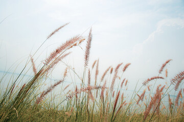 Grass in field at blue sky.