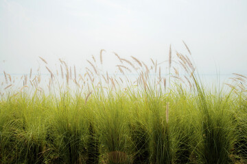Obraz na płótnie Canvas Grass in field with sunlight.