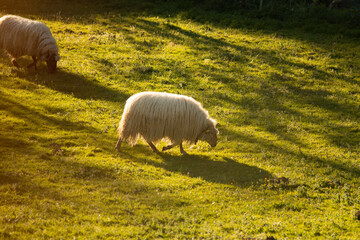 sheeps grazing in a meadow
