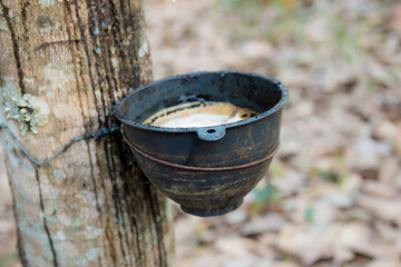 Old bowl on rubber tree.