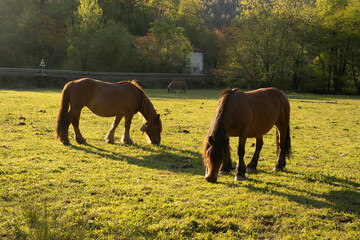horses grazing in the countryside
