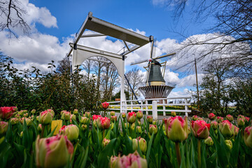 Famous landscape of Holland in spring