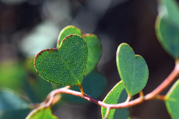 Heart shaped leaves of the Heart-Leaf Mallee, Eucalyptus websteriana, family Myrtaceae. Endemic to Western Australia. Also known as Websters Mallee. - 428752573
