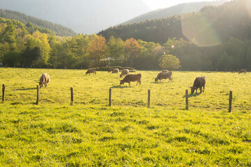 Obraz premium cows grazing in the countryside