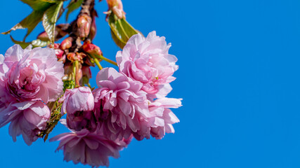 Pink blossom in bloom on a tree against a blue sky