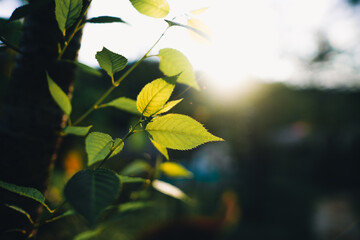 Close-Up Of  Dark green leaves