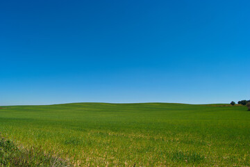 Fototapeta na wymiar pola wiosna zieleń rośliny niebo błękit
