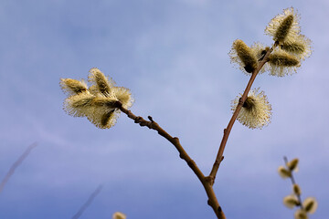 fluffy buds of a budding plant in spring