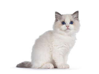 Cute blue bicolor Ragdoll cat kitte, sitting side ways. Looking towards camera with blue eyes. Isolated on a white background.