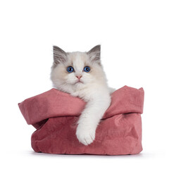 Cute blue bicolor Ragdoll cat kitte, sitting in pink velvet bag with on paw hanging relaxed over edge. Looking towards camera with blue eyes. Isolated on a white background.