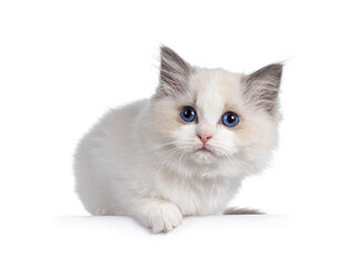 Cute blue bicolor Ragdoll cat kitte, laying down on edge. Looking towards camera with blue eyes. Isolated on a white background.