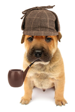 Cute dog puppy detective with pipe isolated on white background conceptual photo