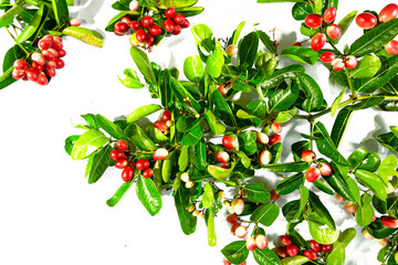 The fruit of the bright red Karanda