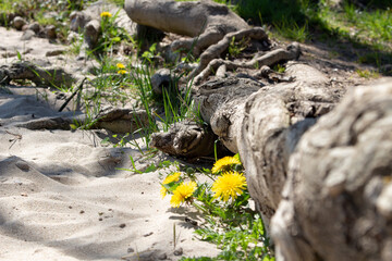  Summer spring perfect natural landscape. yellow dandelions in sunny day, Spring flowers, Spring Nature. Beautiful Landscape.