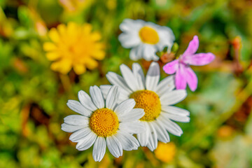 Obraz premium Marguerite daisy