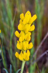 Yellow Lupine Plant