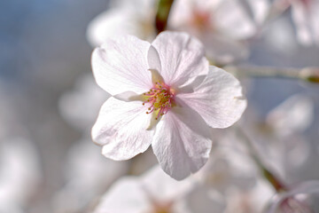 Fototapeta premium 桜