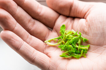Open palm with micro greens. The concept of a thrifty attitude to nature.