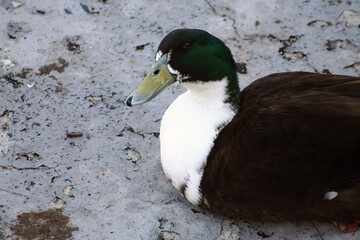 Primo piano di un'anatra, con le piume marroni e bianche e la testa verde scuro e il becco giallo ocra
