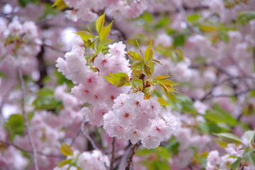 八重桜と葉桜