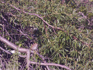 ptak zwierze dzikie natura fauna  © Piotr