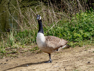 goose on the grass