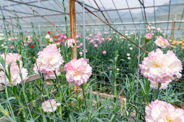 ビニールハウスのカーネーション畑