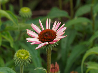Purple coneflower or echinacea purpurea with a central domed protuberance with spiny purplish-brown florets surrounded by a ring of pink-purple ligulate linear and lanceolate rays of petals