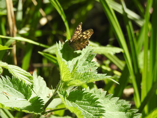 Butterfly in the sun on a green leaf
