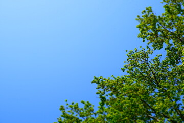 青空に映える初夏の木々