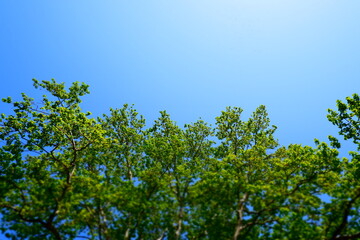 青空に映える初夏の木々