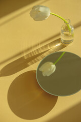 White tulip reflection in a round mirror on yellow background with shadows. Spring seasonal decor flowers.