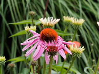 Eastern purple coneflower or echinacea purpurea with pink inflorescence and yellow flowerhead pollinated by butterflies and bees