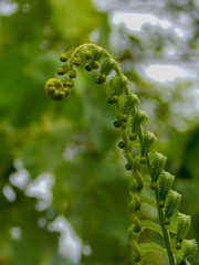 fiddleheads fern  with isolated Background