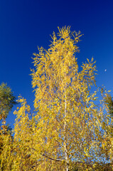 Fototapeta premium Pollen allergy: birch (Betula pubescens)