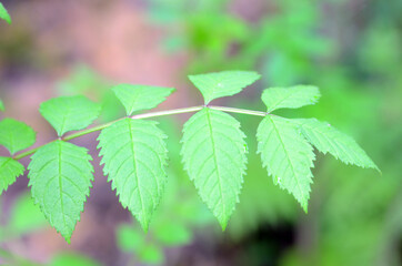 Pollen allergy: young ash tree (Fraxinus excelsior) growing in the forest