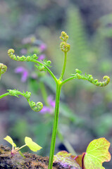 Detail of young leaves of common bracken (Pteridium aquilinum)