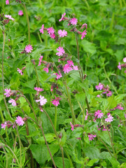 Pink tiny wild flowers