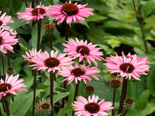 Attractive flowers of Echinacea or rudbeckia purpurea. Purple coneflowers on smooth stems with domed, purplish-brown, spiny centers surrounded by radiant pink to purple petals