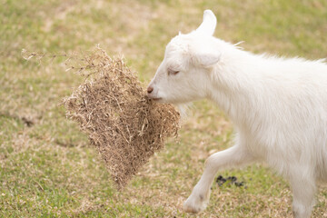 Obraz premium 草をくわえるヤギ