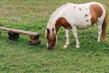 Horse with orange and white color in the field grazing grass